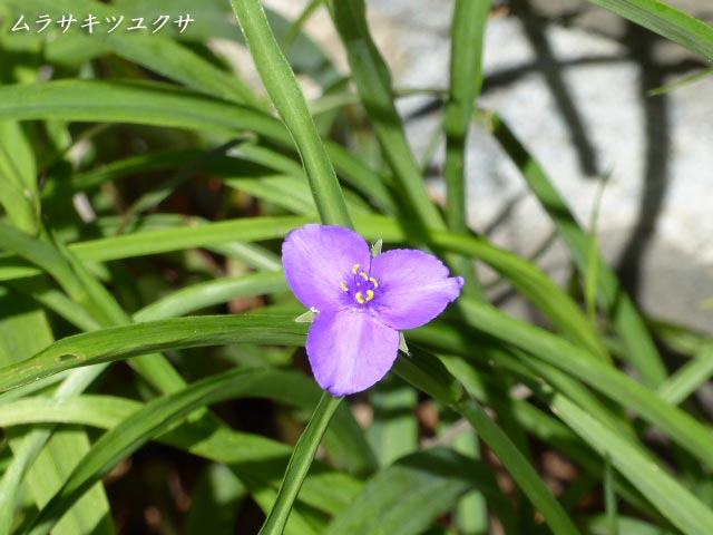 札幌、花、写真