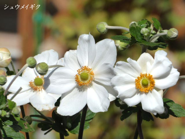 札幌、花、写真