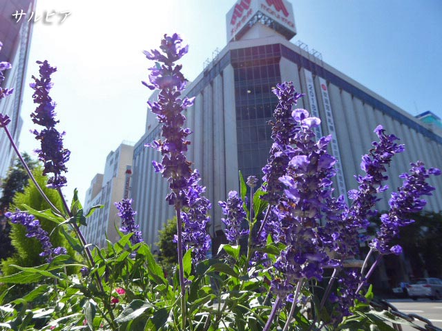 札幌、花、写真