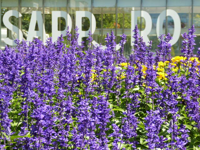 札幌、花、写真