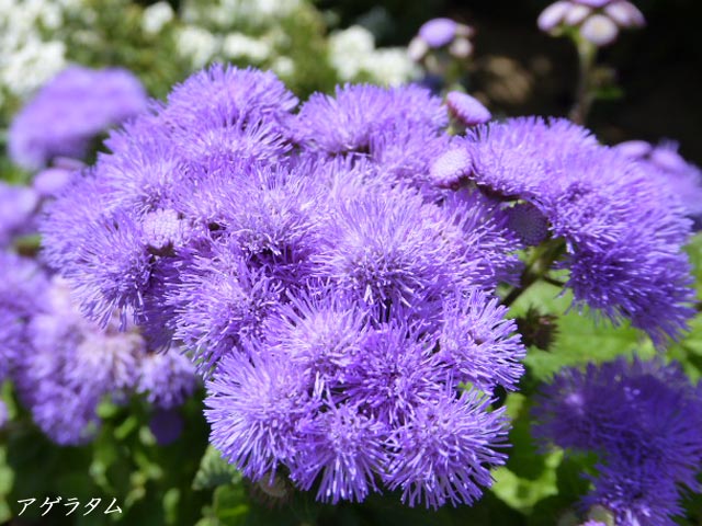 札幌、花、写真