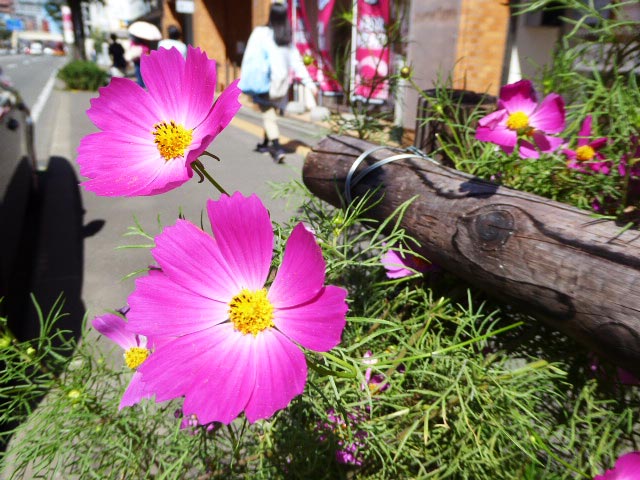 札幌、花、写真