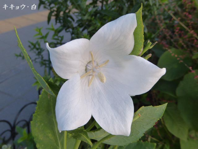 札幌、花、写真