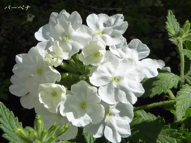 札幌、花、写真