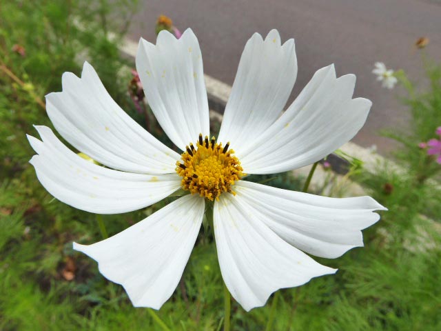 札幌、花、写真