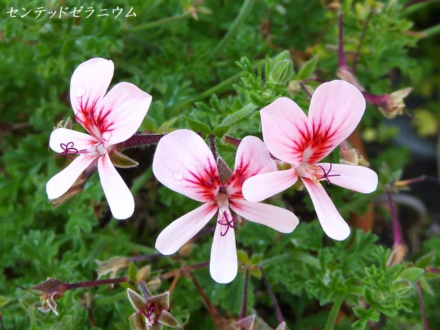 札幌、花、写真