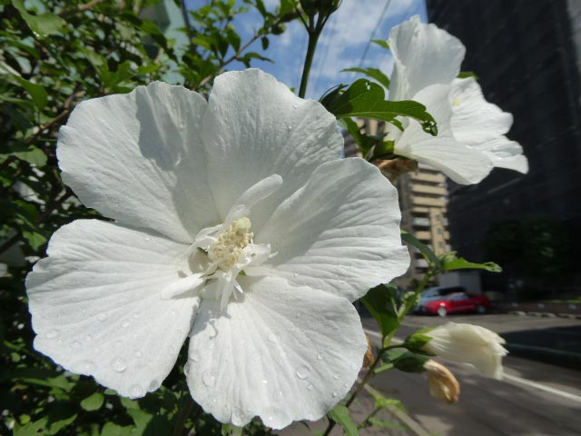 札幌、花、写真