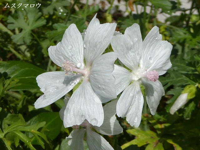 札幌、花、写真