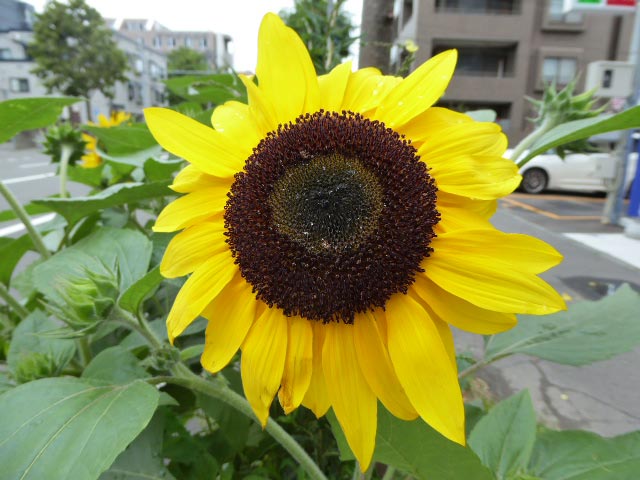 札幌、花、写真