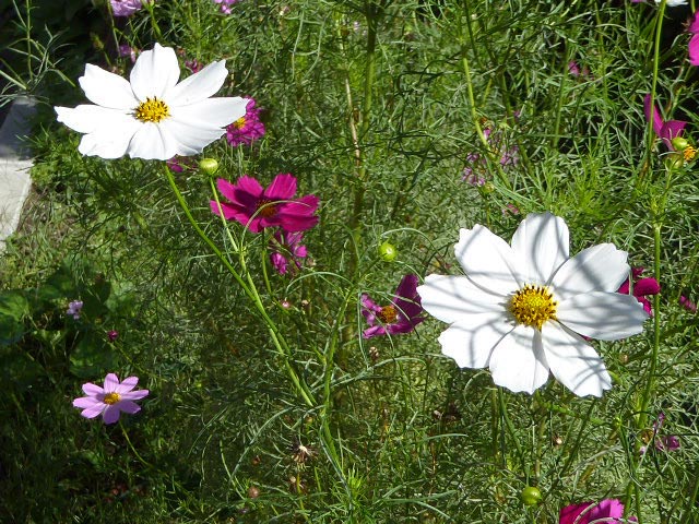 札幌、花、写真