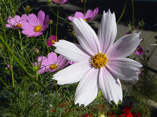 札幌、花、写真