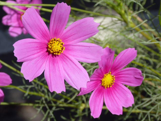 札幌、花、写真