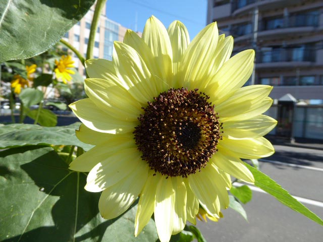 札幌、花、写真