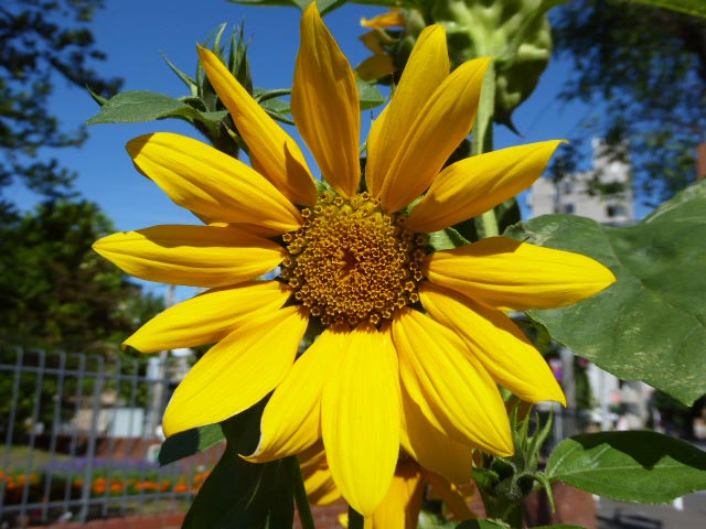 札幌、花、写真