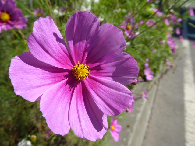 札幌、花、写真