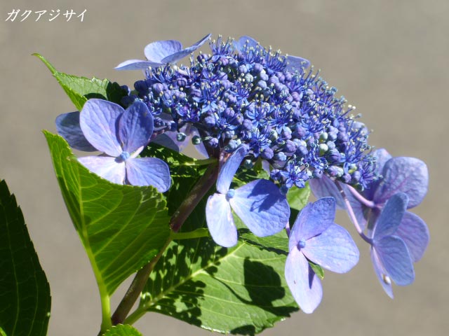 札幌、花、写真