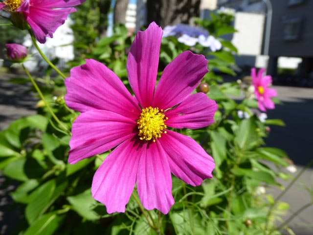 札幌、花、写真