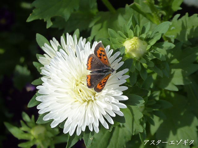 札幌、花、写真