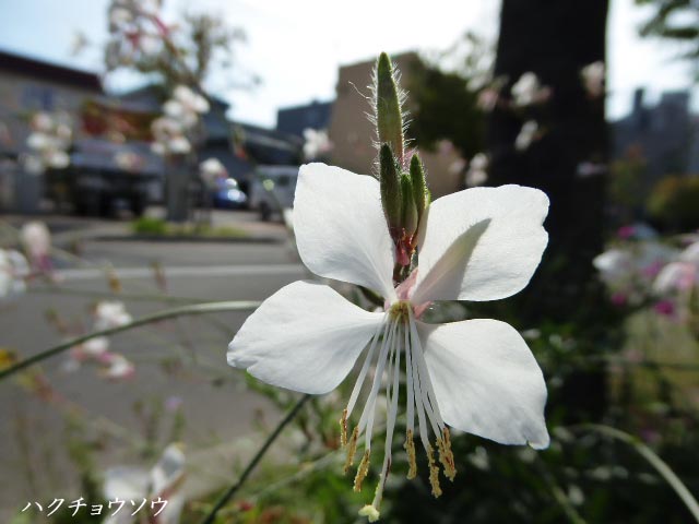 札幌、花、写真