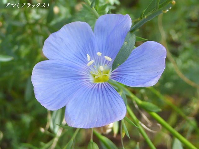 札幌、花、写真