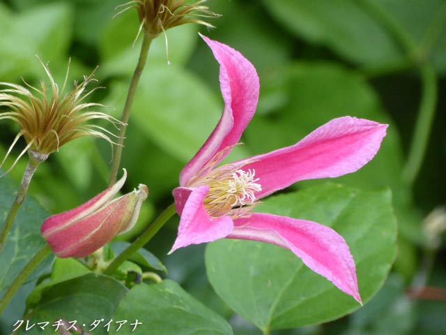 札幌、花、写真