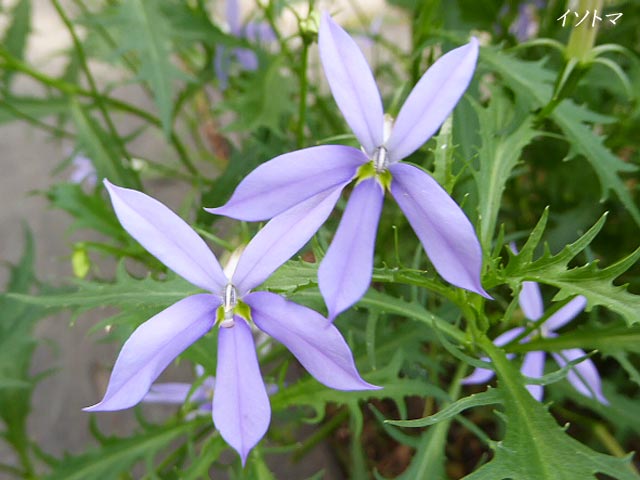 札幌、花、写真