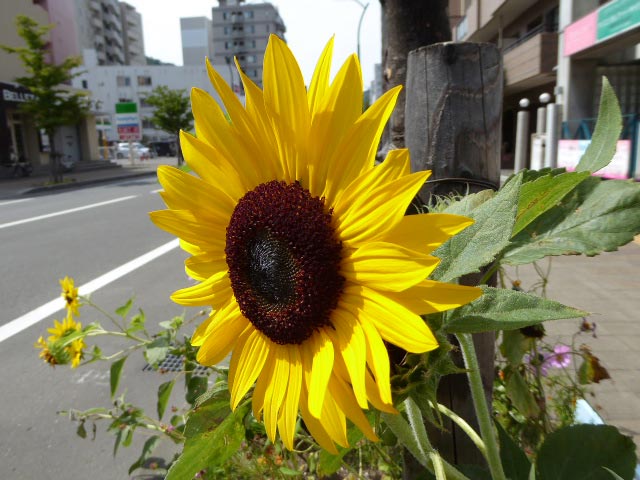 札幌、花、写真