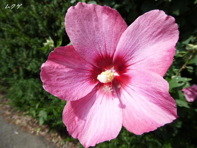 札幌、花、写真