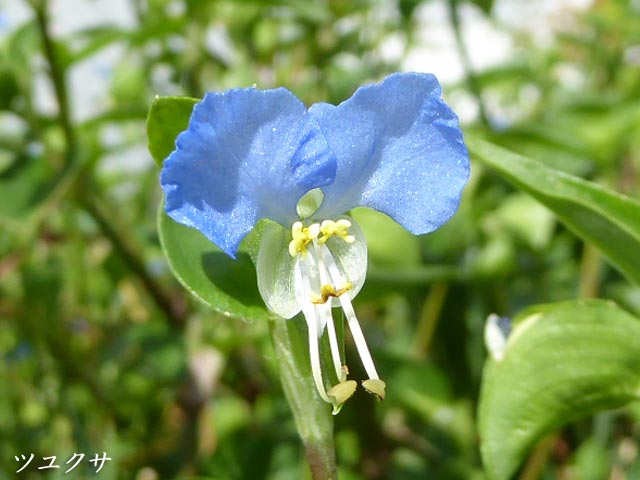 札幌、花、写真