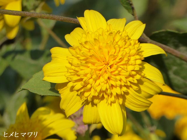 札幌、花、写真