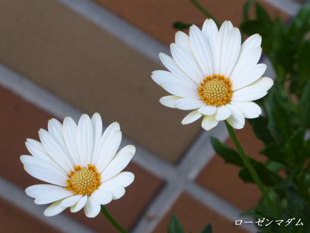 札幌、花、写真