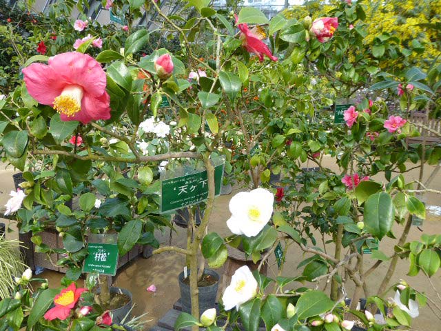 百合が原公園、ミモザの木