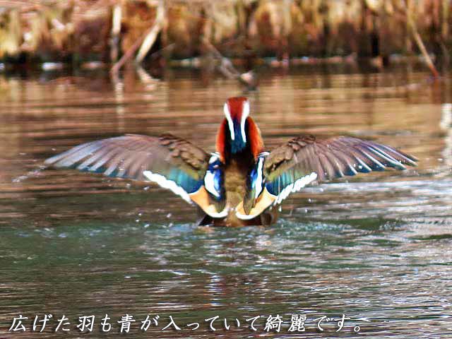 円山公園、オシドリ