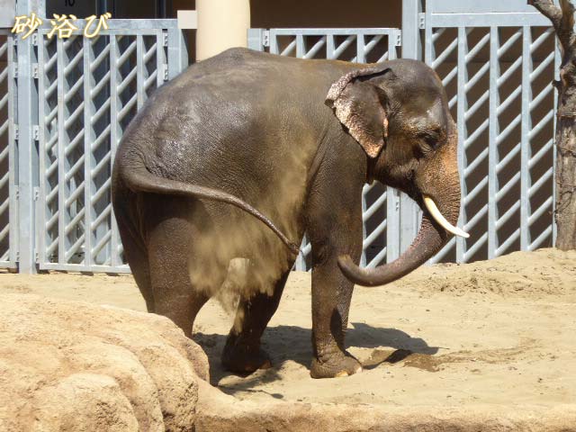 砂浴びするアジアゾウ