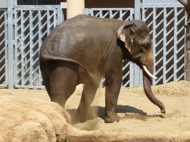 砂浴びするアジアゾウ