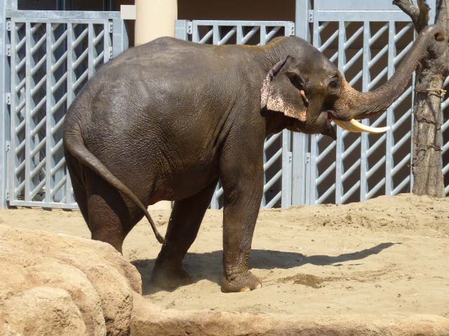 砂浴びするアジアゾウ