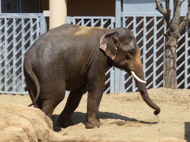 砂浴びするアジアゾウ