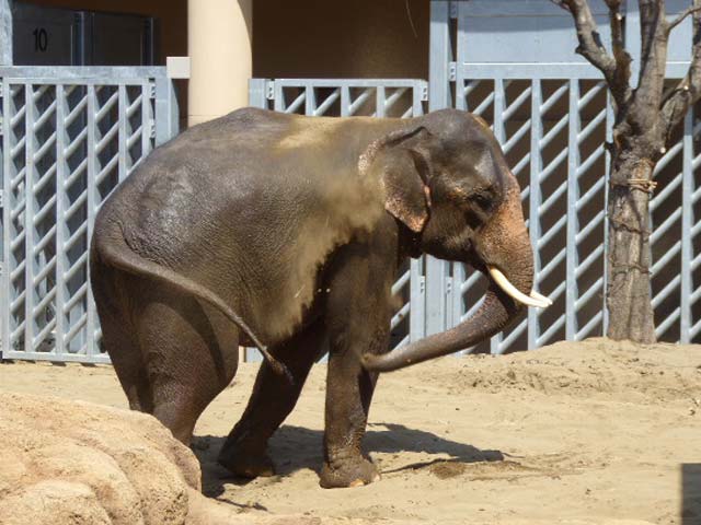 砂浴びするアジアゾウ