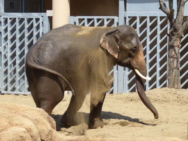 砂浴びするアジアゾウ