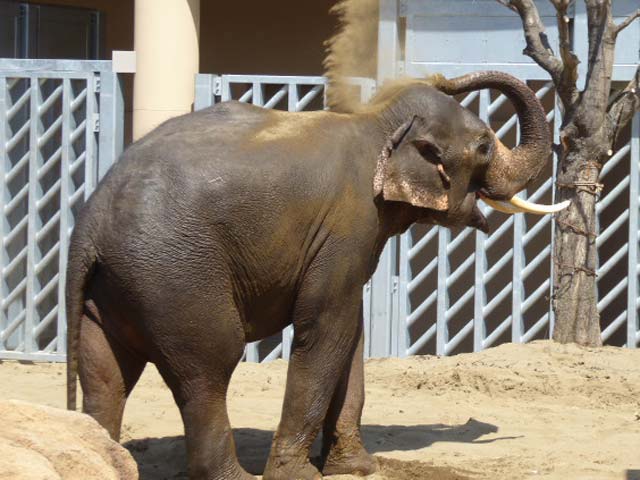 砂浴びするアジアゾウ