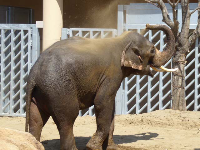 砂浴びするアジアゾウ