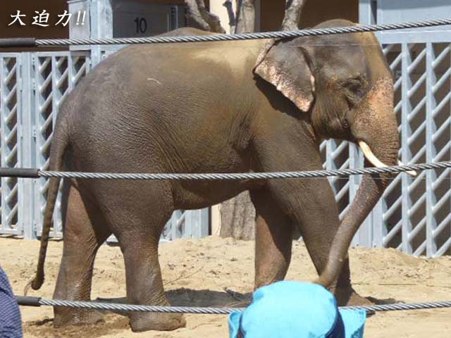 砂浴びするアジアゾウ