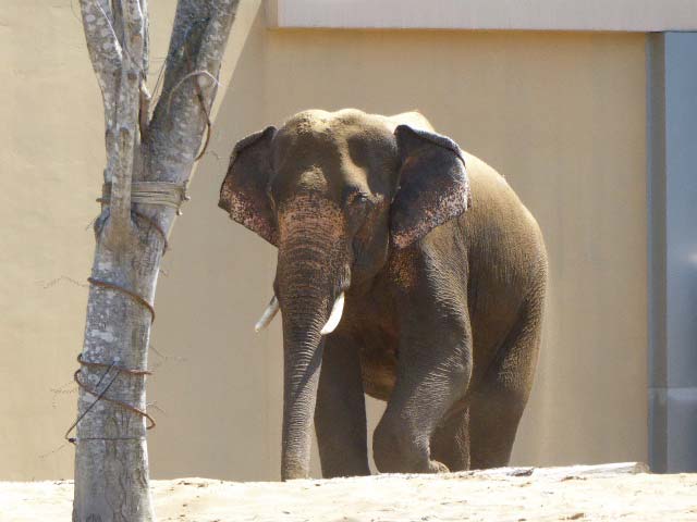 屋外を歩くアジアゾウ