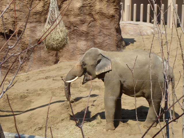 干し草を食べるアジアゾウ