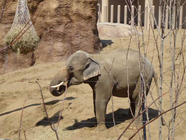 干し草を食べるアジアゾウ