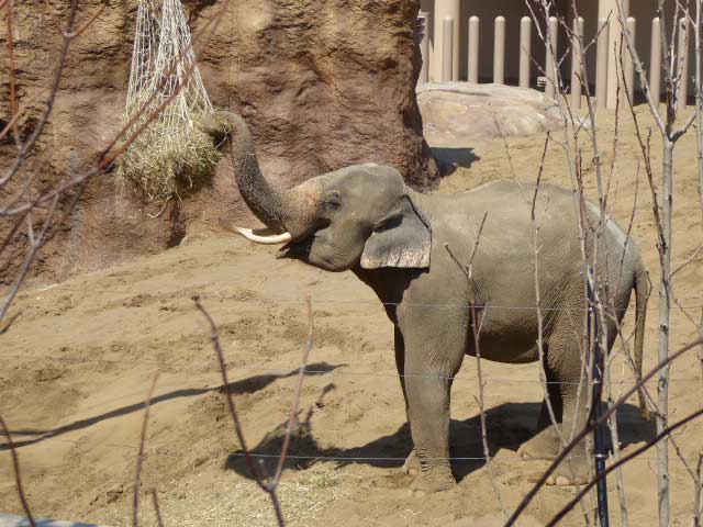 網ネットに鼻をいれるアジアゾウ