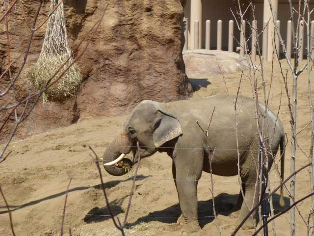 干し草を食べるアジアゾウ