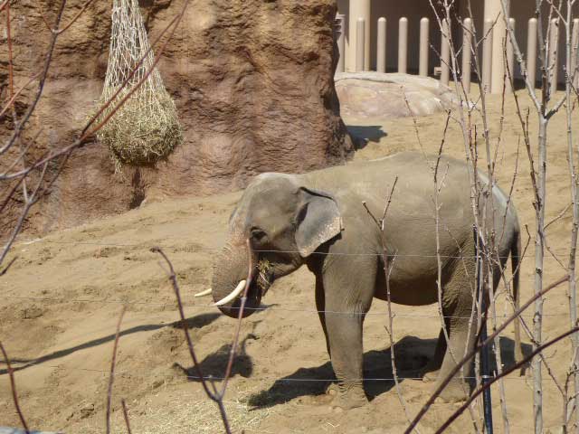 干し草を食べるアジアゾウ