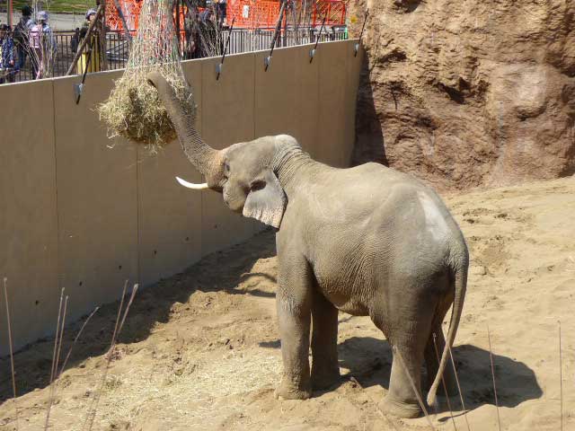 干し草を食べるアジアゾウ