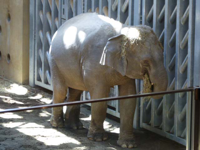 干し草を食べるアジアゾウ